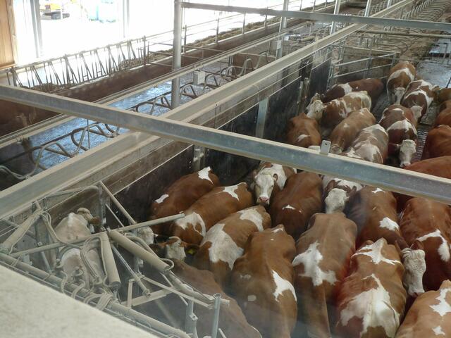 ganz links sieht man den Gang zurück in den Stall, er ist nur so breit, dass die Kuh zurück kehren kann - sie kommt mit den Kühen, die nun noch warten, nicht in Berührung