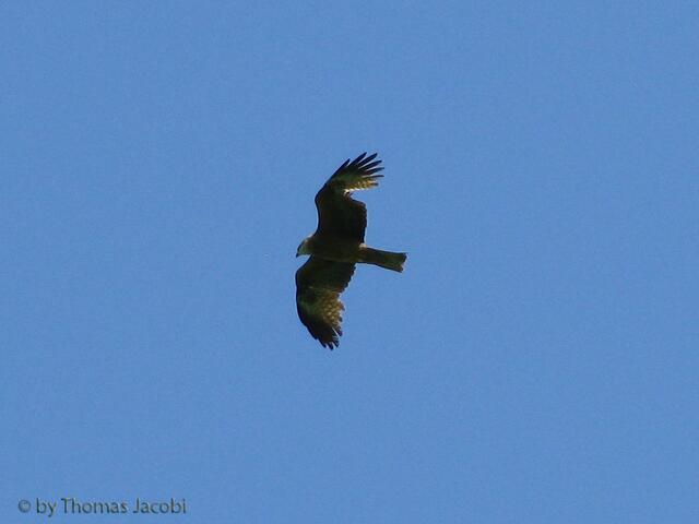 Ein Greifvogel...