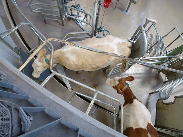 eine Kuh steht schon richtig da und die zweite Kuh ist im Anmarsch