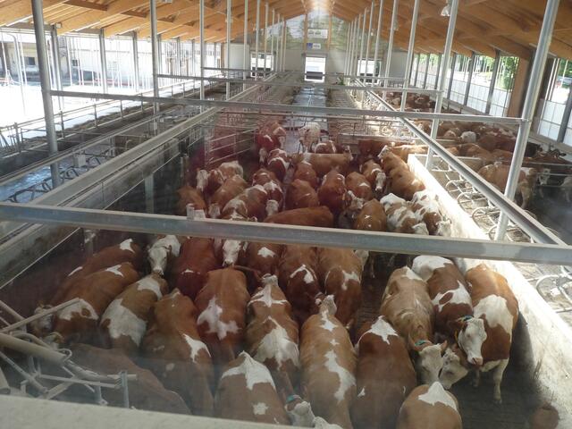 wie man sieht, stehen nun die Kühe Schlange, alle wollen gemolken werden, alles geht ohne Drängelei oder Antreiberei, ganz in Ruhe gehts hier zu