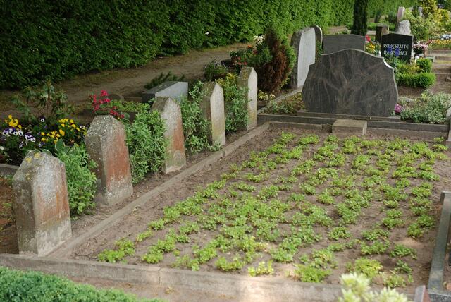 kriegsgräber u. gefangenenlager in Osterwald   11 grabsteine vor der reinigung