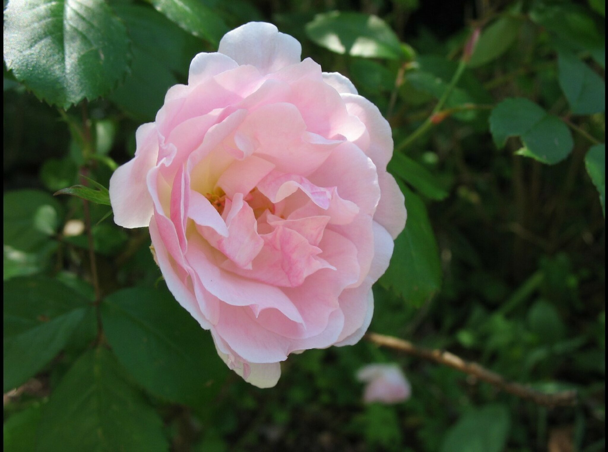 Rose Alt Eine Alt-Neu-Rose - München