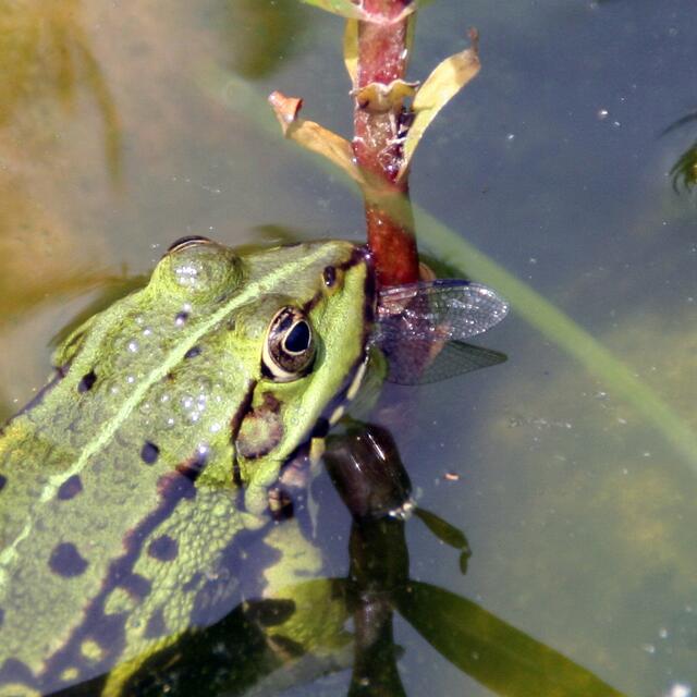 Nur ein Stück Libellenflügel schaut noch aus dem Froschmaul.
