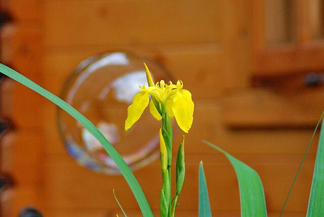 Blume vorn - Blase hinten