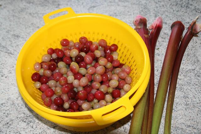 Stachelbeeren abtropfen lassen und den Rhabarber vorbereiten