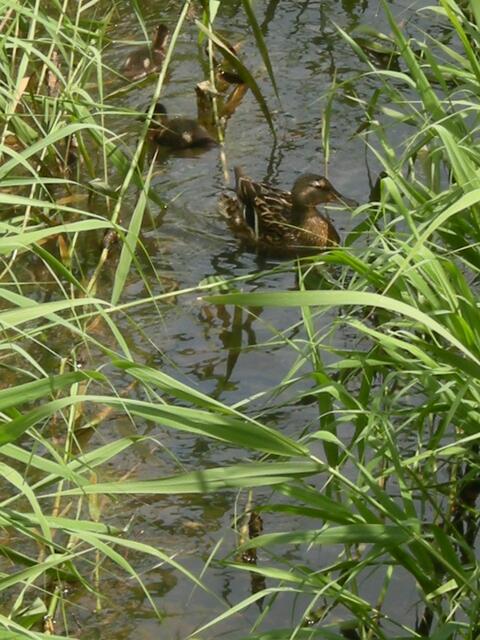 6. Junge, sind versteckt dabei.