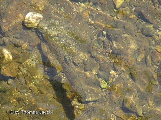 Forellen im klaren Wasser