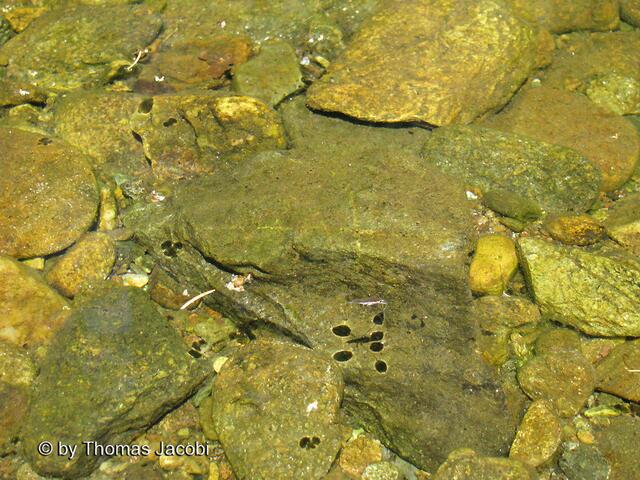 Wasserläufer. Man sieht zuerst den Schatten der kleinen Tierchen.