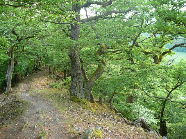 Eichentrockenwald - die namengebenden "Knorreichen"