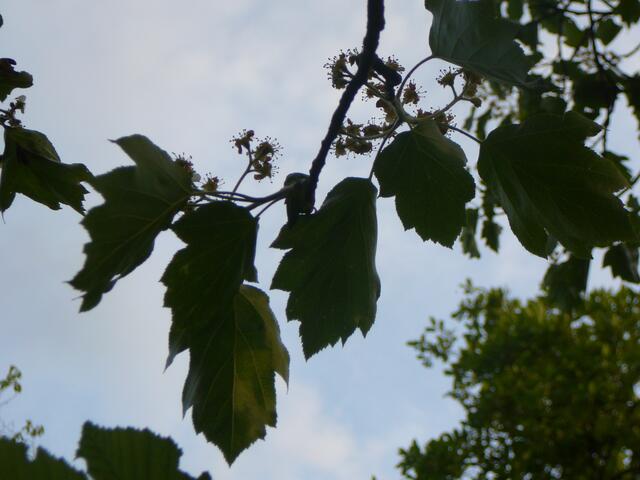 Hier findet man den Baum des Jahres 2011, die Elsbeere.