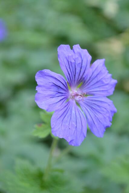 Zarte Schönheit: Geranium im Willy-Spahn-Park Ahlem (©Katja Woidtke)