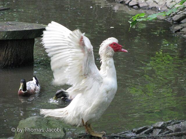 Da staunen die Stockenten. :-)