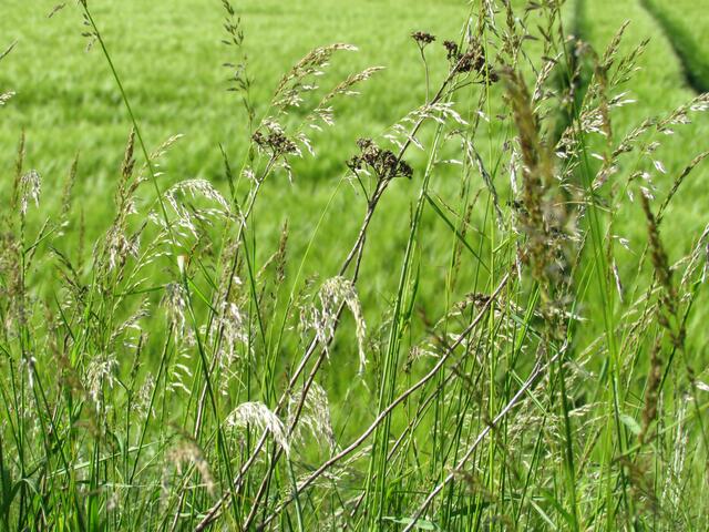 . , . . reife Grassamen und verstecken ihre Eier gern im solchen hohen Dickicht!"