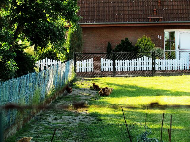 Kratzende Hühner im Schatten. Sie lieben . . . .