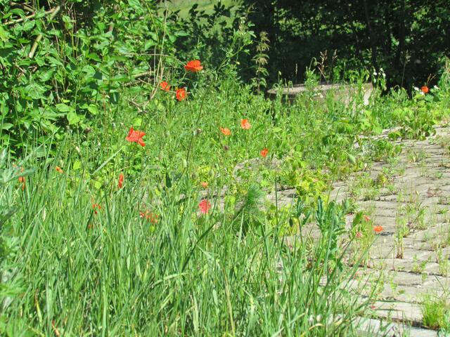 So kann eine Menschenhand keine Anlage machen, wie wir sie da draußen finden
