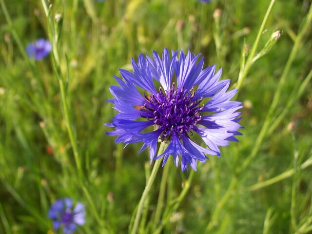 Kornblume