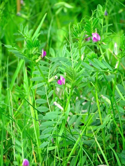 Zart und bescheiden - die kleine Platterbse