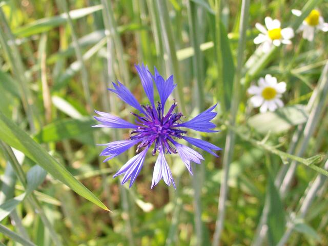Kornblume