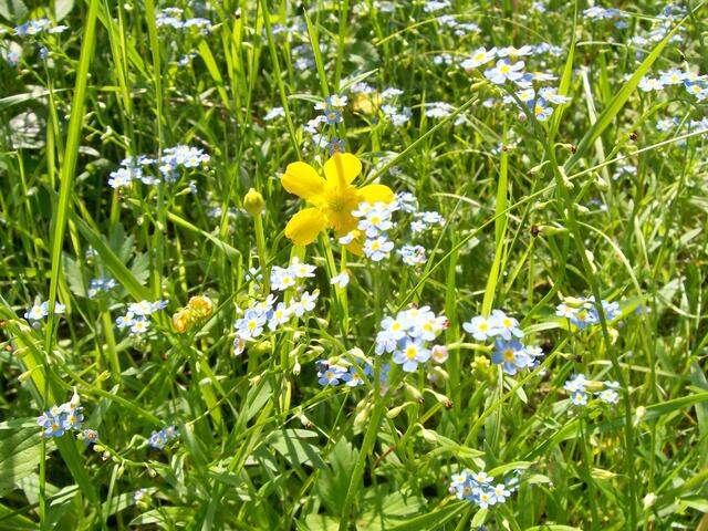 Blumenwiese