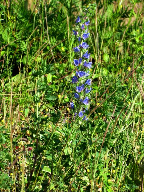 Der erste Natternkopf