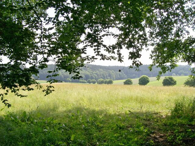 Durchblick - Wiesen und Wälder