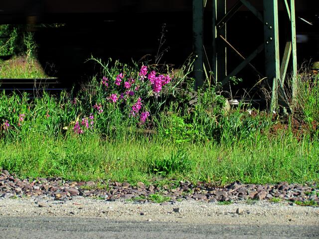 Ein durchfahrender Zug kann das Foto nicht stören