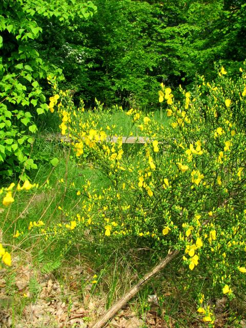 Ginster die typische Magerbodenpflanze