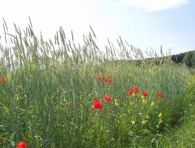 Mohnblumen