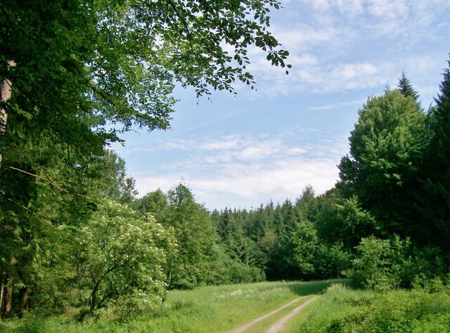 Ein schöner Waldweg