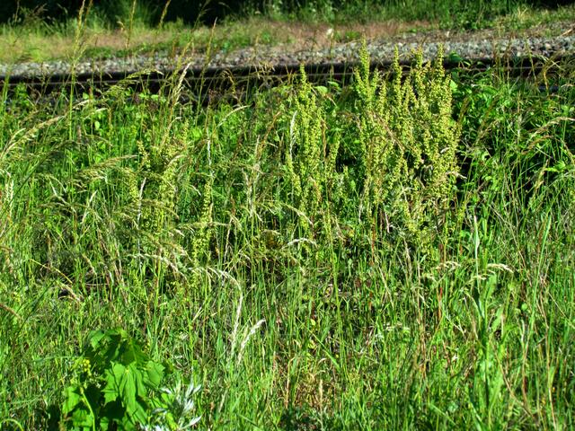 Der große Ampfer fühlt sich sichtlich wohl