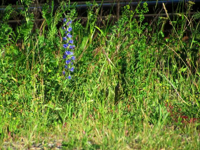 Rechts blüht fast schon das Johanniskraut