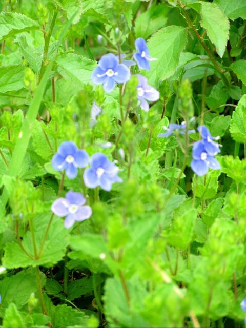 Das kleine Männerteu - Ehrenpreiß