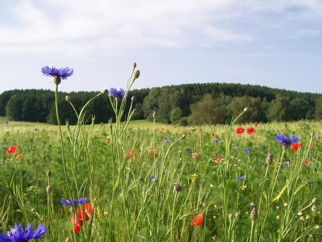 Blau und rot - Korn - und Mohnblumen