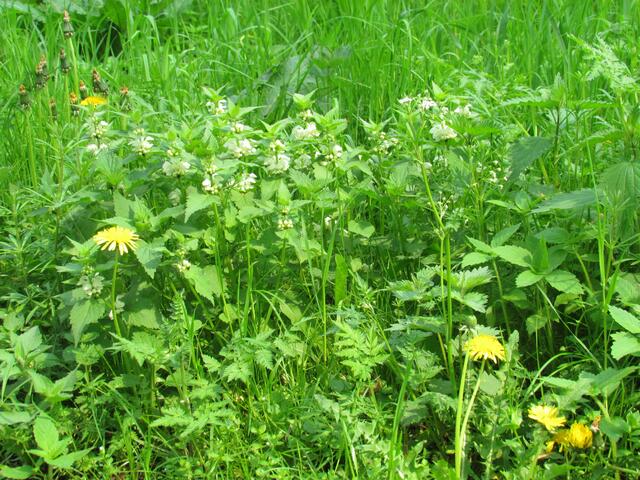 Taubnesseln und kaum zu glauben  -  eine Vergesellschaftung von insgesamt 10 unterschiedlichen Pflanzen