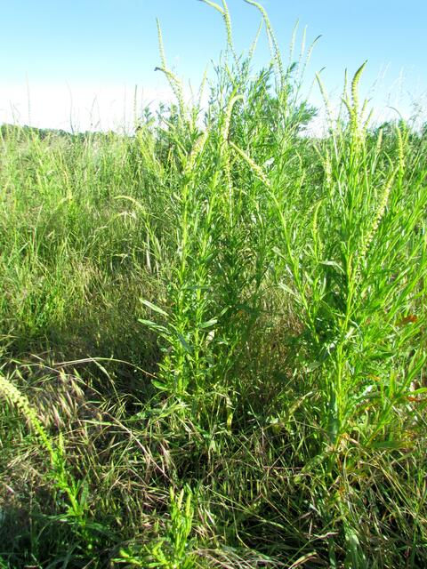 Färber - Wau, ein Resedagewächs