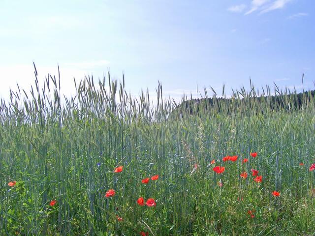 Mohnblumen am Feldweg