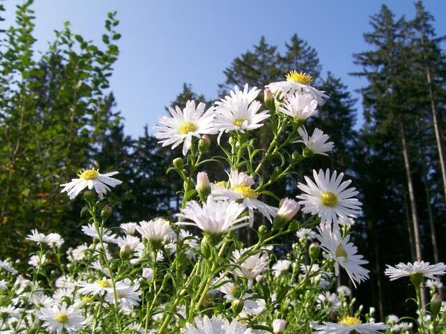 Margeriten im Morgentau