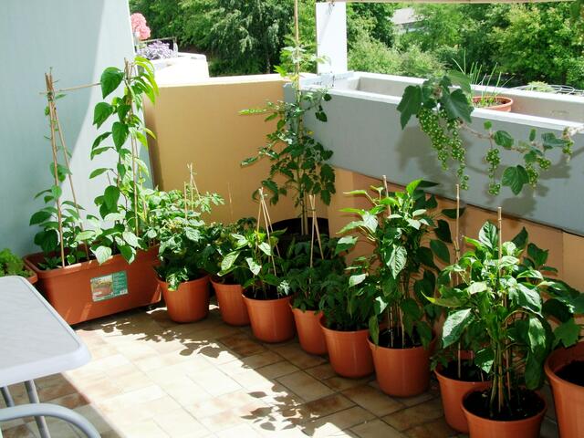 2 - 3 Meter Garten die Freude machen ...