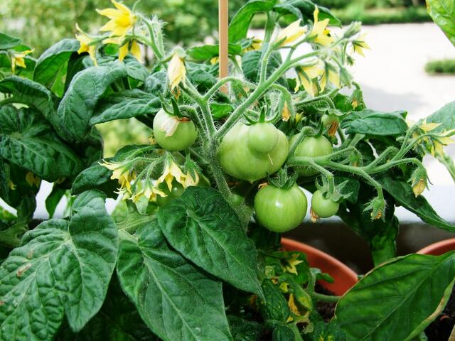 Unsere Tomaten ...