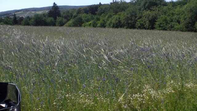 Bei Staufenberg/Lahn im Feld. Leider gibt es hier auch Zecken!