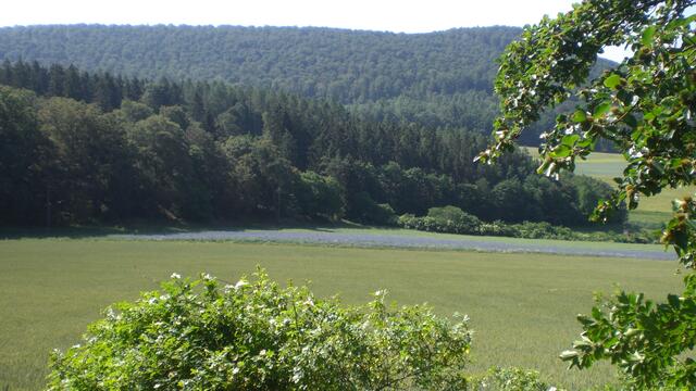 Im Kellerwald gibt es "blaue" Felder