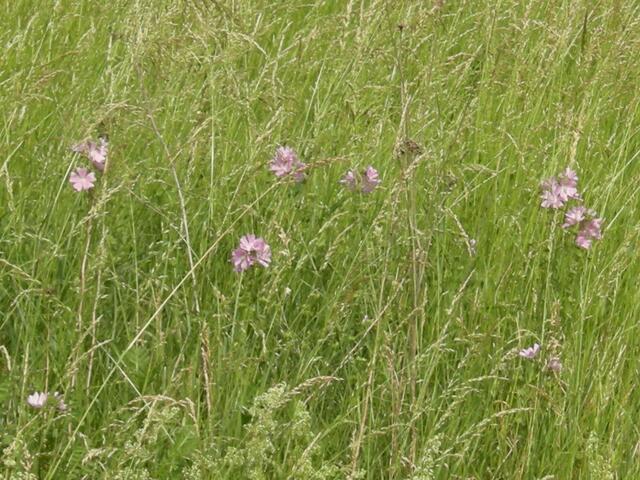 Auf einer hohen Wiese.