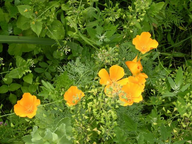 Island Mohn.