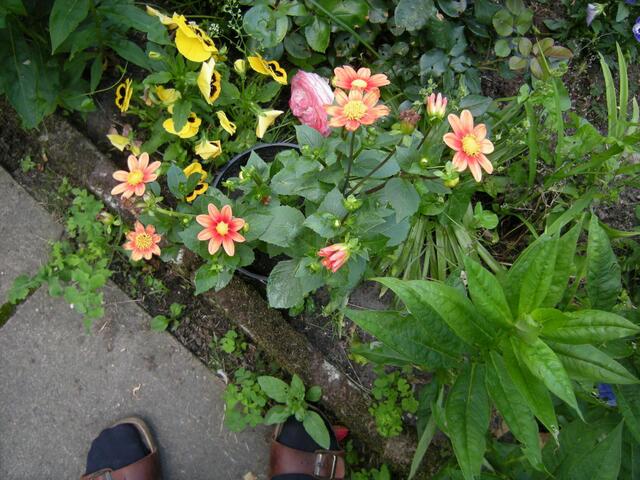 Dahlien.