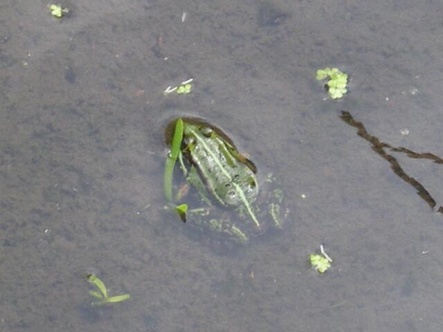 Jungfrosch, die anderen fraßen die Krähen.