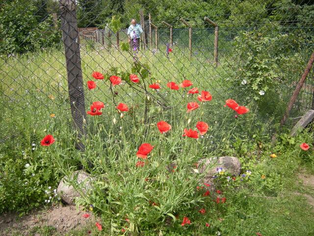 Blumenwiese bei den Garten und Tierfreunden.