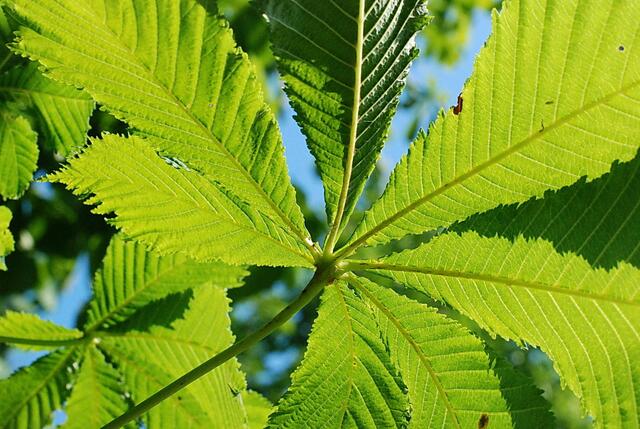 Licht und Schatten eines Kastanienblattes