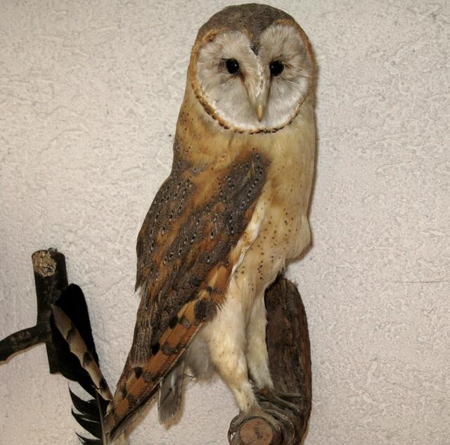 Ein neues Exponate von der Schleiereule im Naturkundehaus Damm
