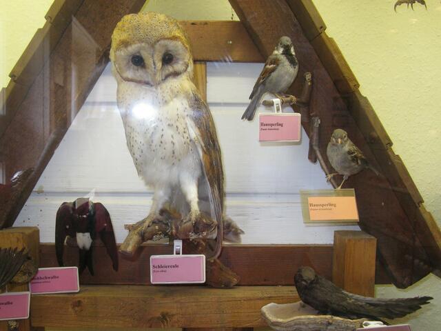 Das bereits vorhandene Exponat im Naturkundehaus Damm