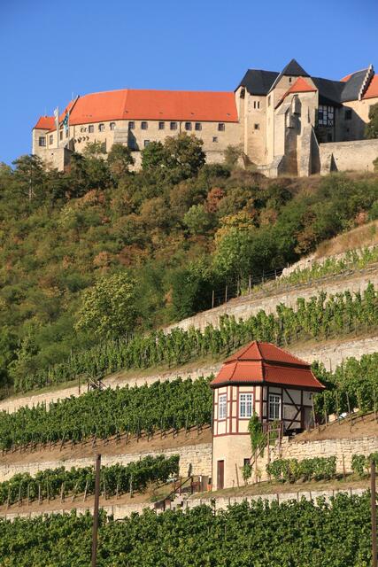 Weinberge in Freyburg mit der Neuenburg